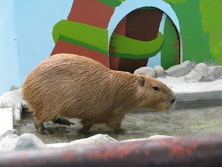 カピバラ