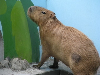 カピバラ