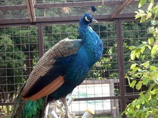 インドクジャク