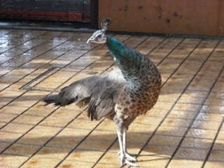 インドクジャク